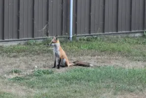 Fox sitting by Morton alert Aug 21 18.webp