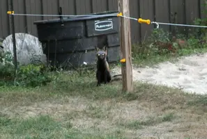 Black fox sitting by water tank head on Aug 22 18.webp