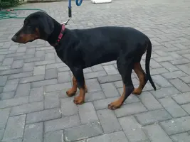 grumble 13 weeks 01.webp