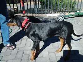 grumble 17 weeks 18.8kg 543mm.webp