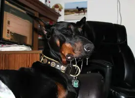 Toad drool from side Aug 12 16.webp