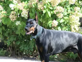 Head shot by hydrangea sized Sept 18 17.webp