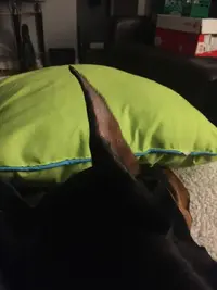 ear.webp