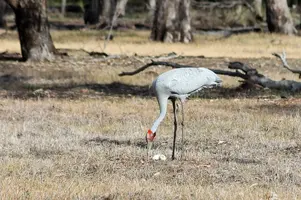 anim0172.webp