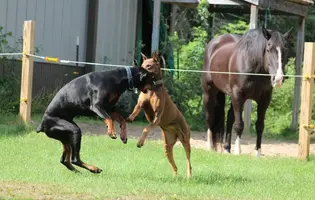 Both playing by Zeus Aug 24 17.webp