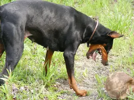 pycho tongue.webp