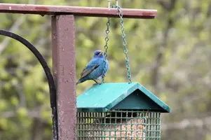 Indigo Bunting on suet feeder May 27 19.webp