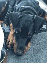 upload_2019-6-12_8-52-27.webp