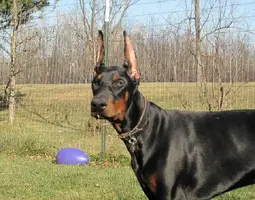 Ears head shot Nov 8 11 sized.webp