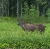 Moose near us from Fred June 30 19.webp