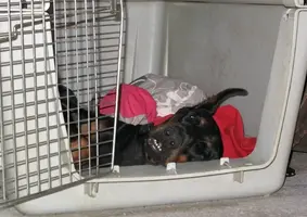 On back in crate silly July 3 19.webp