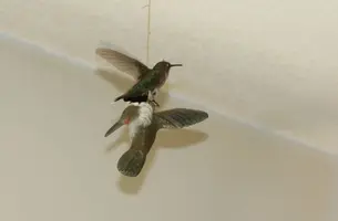 Hummer on hummer carving wings spread July 27 17.webp