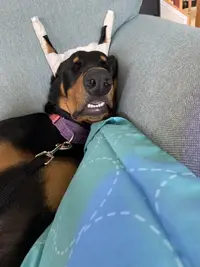 WdlULqxNQpO29cXB4XBvWg.webp