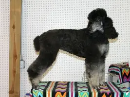 Poodle looking back sized.webp