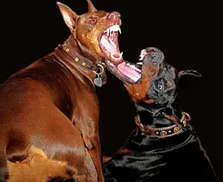 Both big teeth by Max Hawk.webp