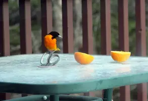 Oriole on scissors by orange slices May 11 19.webp