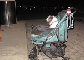 Dog in stroller July 19 19.webp