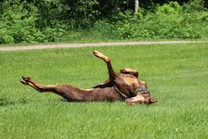 Rolling in grass legs up happy June 19 18.webp