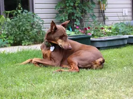 Laying in grass full cute July 25 19.webp