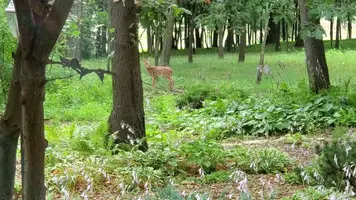 VideoCapture_20190726-092715.webp