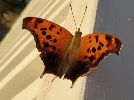 20190809_191333.webp