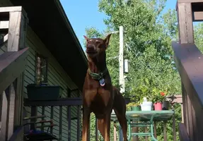 At top of deck steps silly Aug 11 19.webp