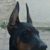 zoorox