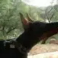 Teufelhund in AZ