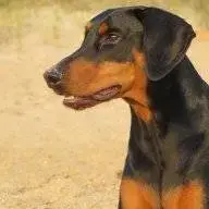 DaisyDobe