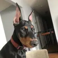 DobieAxle