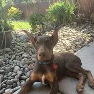 DobieMom2020