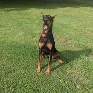 NalatheDoberman