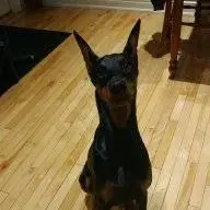 Ilvmydobe
