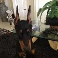 NamVetJoe