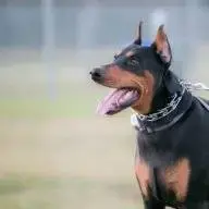Rocky2017