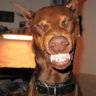 How often do you feed your Dobe? - Doberman Chat Forum