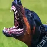 Kansadobe