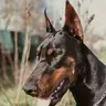 Nox-the-dobe