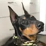 RexsMom