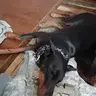 Dobegods