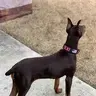 RobPeakJr