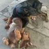 Dobies4Dayz