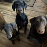 ❤️ My Dobies