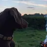 DwayneTheDobie