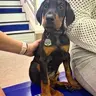 KyloTheDobie