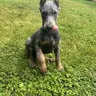 SearTheDobie24