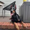 winniethebish