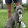 Deputy Dog