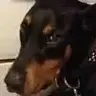 DobeDog