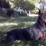Heidi